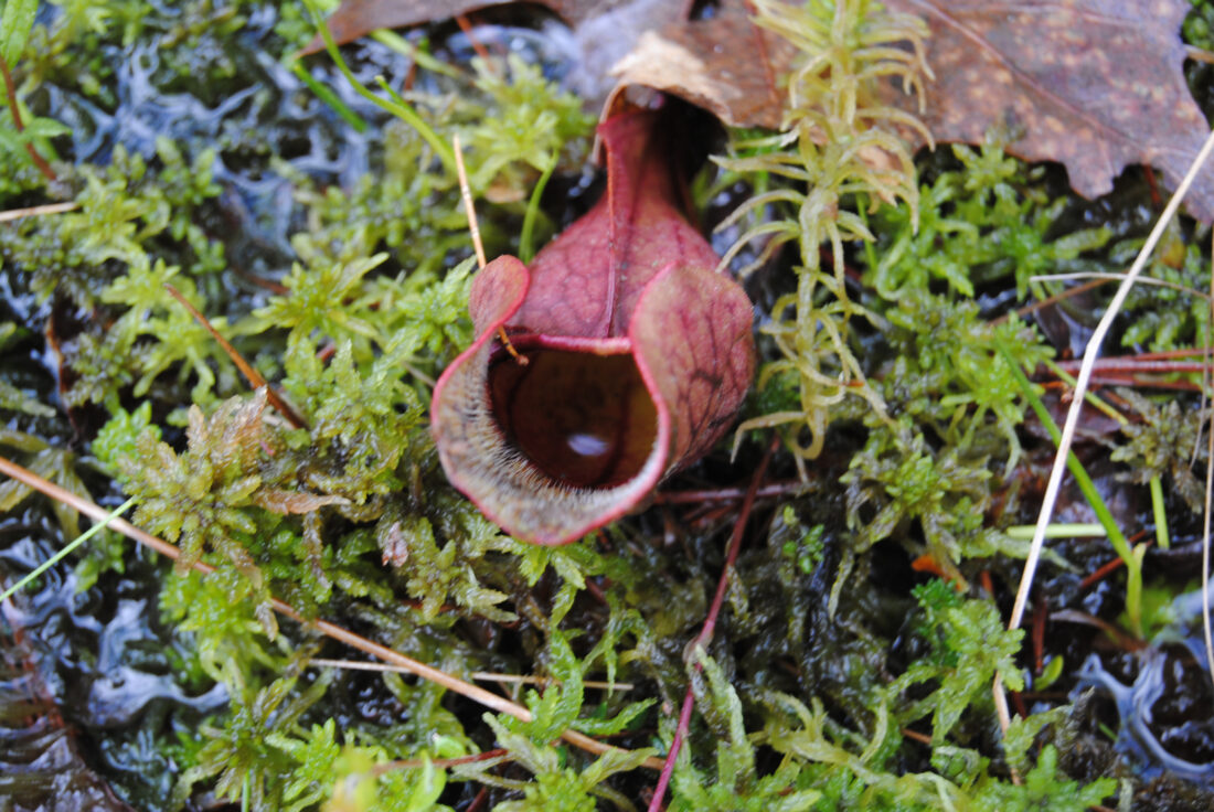 Reflections in Nature: Chance to see few seldom seen plants was